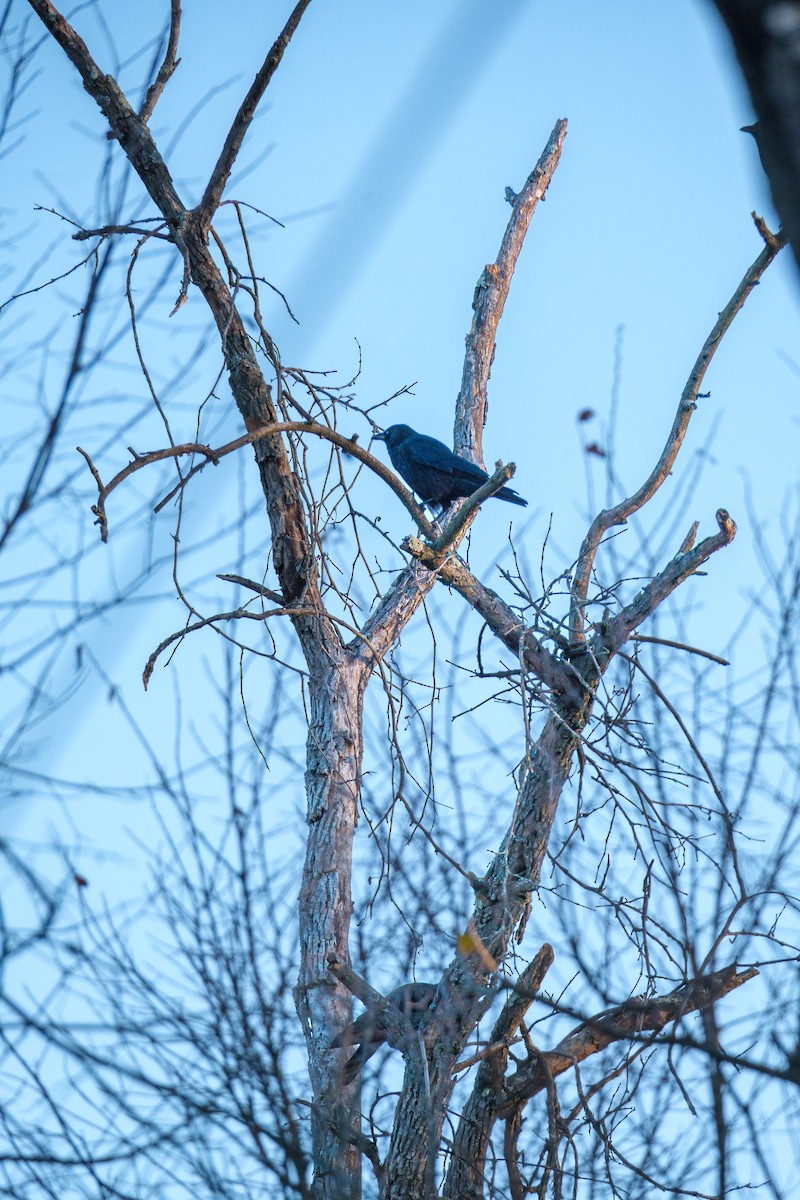 クロムクドリモドキ - ML645209692