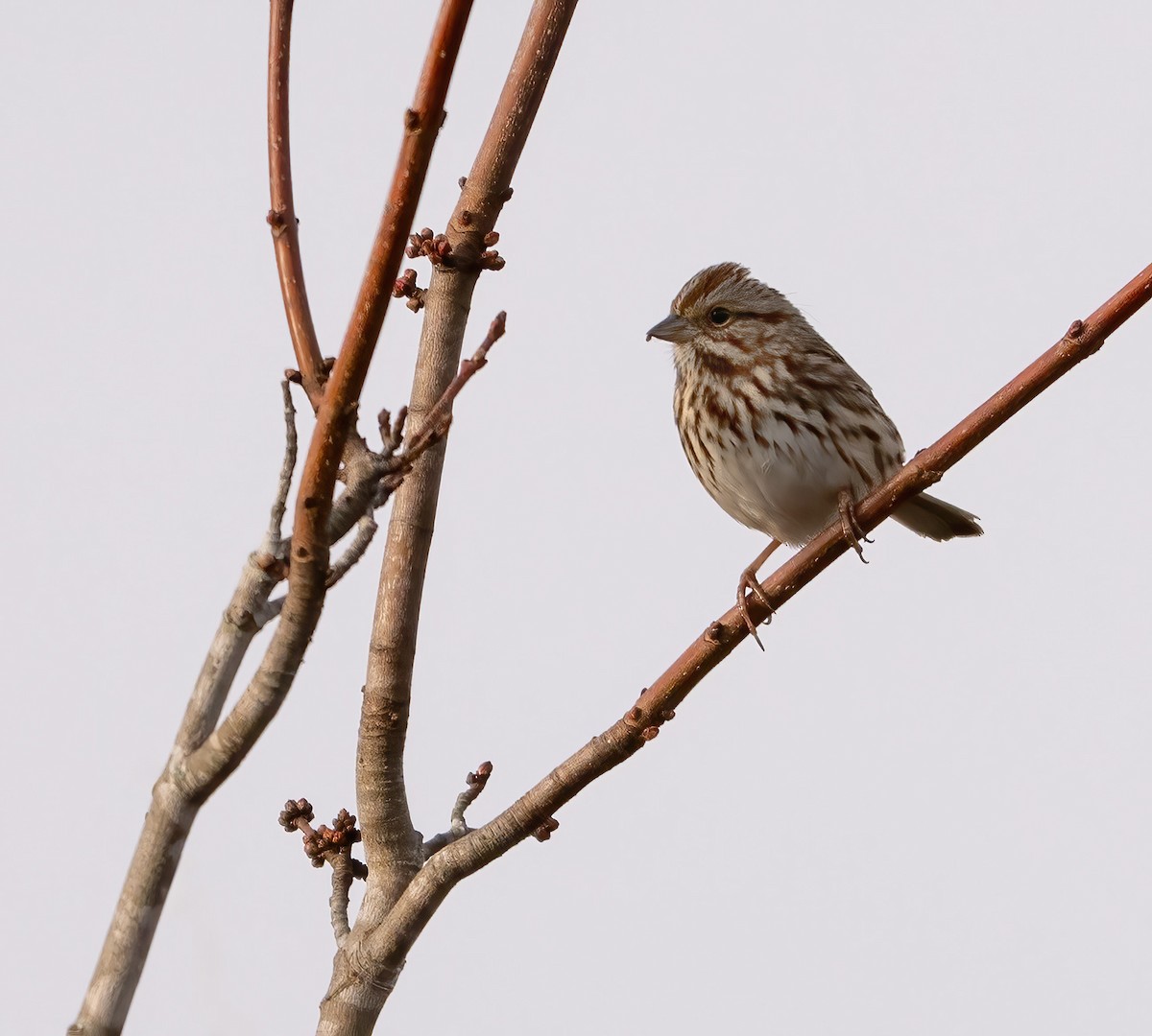 ウタスズメ - ML645209693