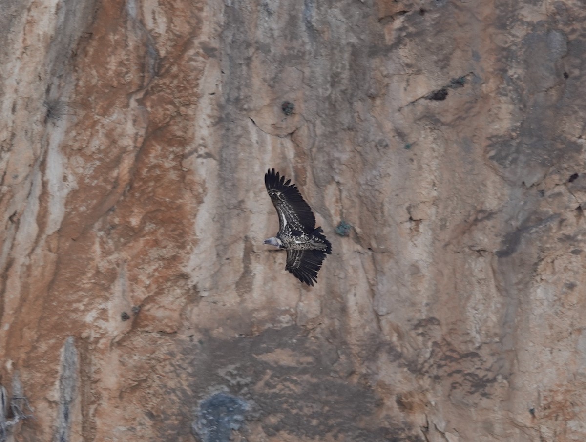 sup krahujový - ML645209694