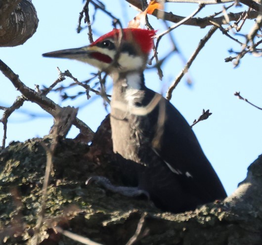 エボシクマゲラ - ML645209695