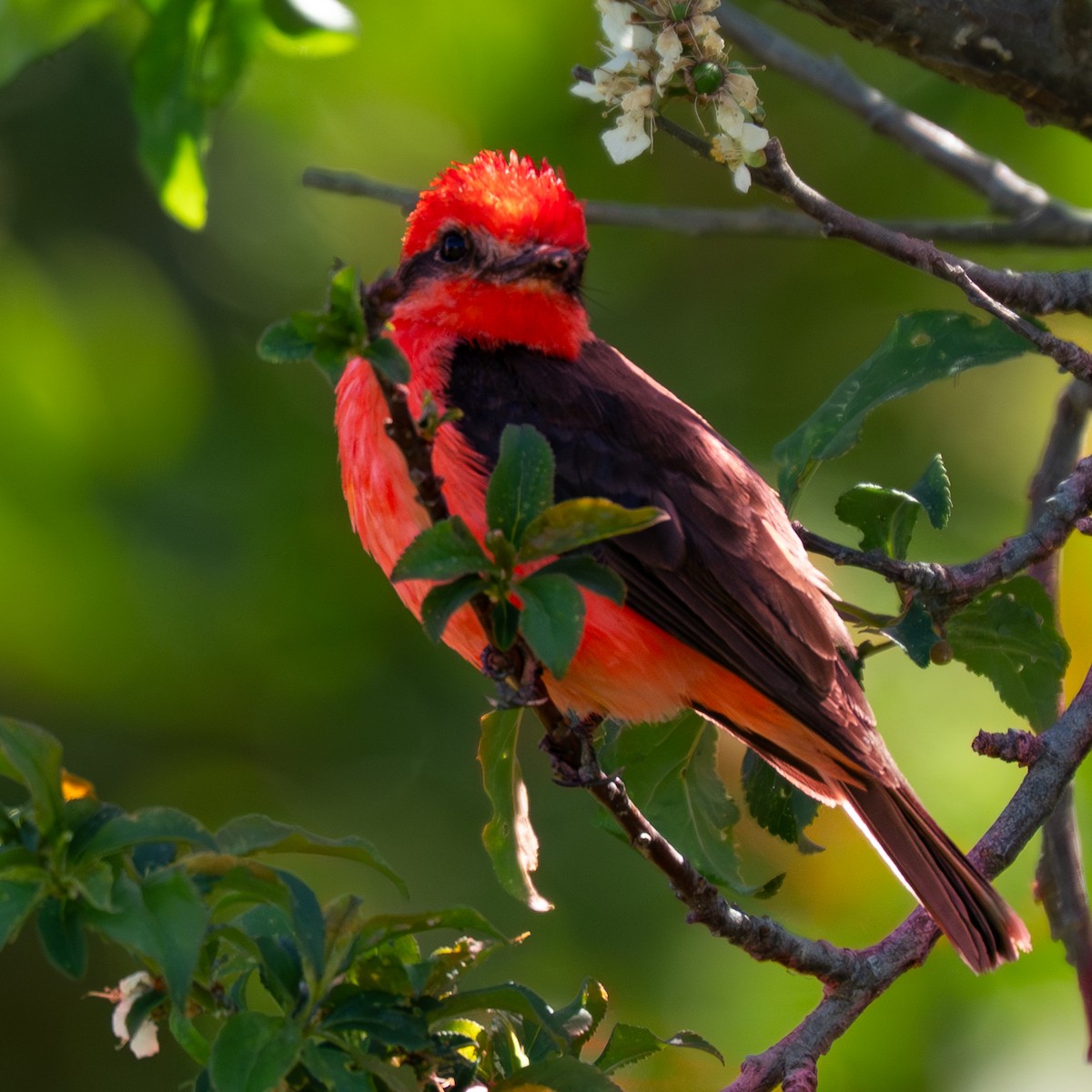 ベニタイランチョウ - ML645209696