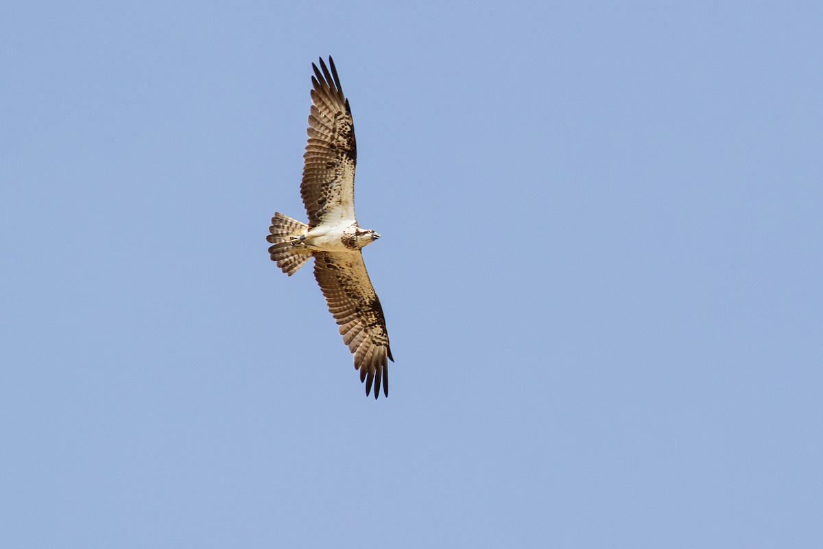 ミサゴ（haliaetus） - ML645209697