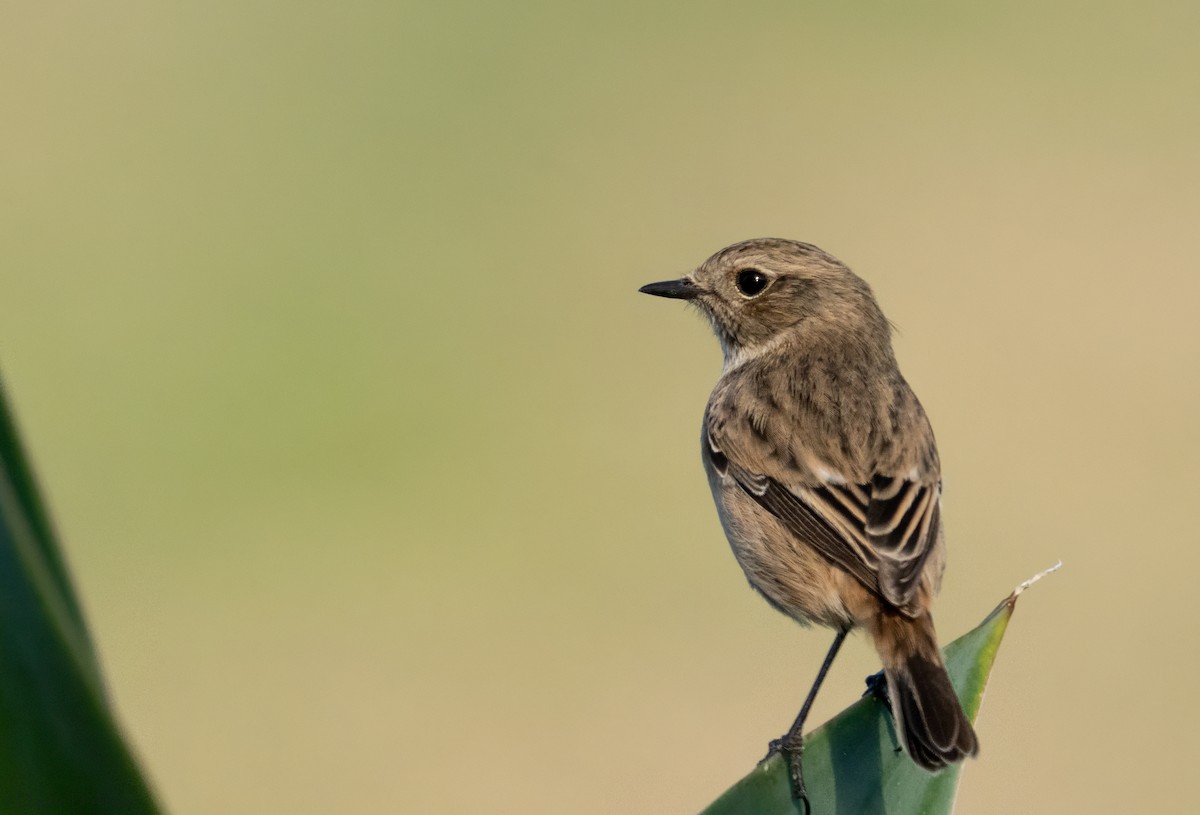 ヨーロッパノビタキ - ML645209698