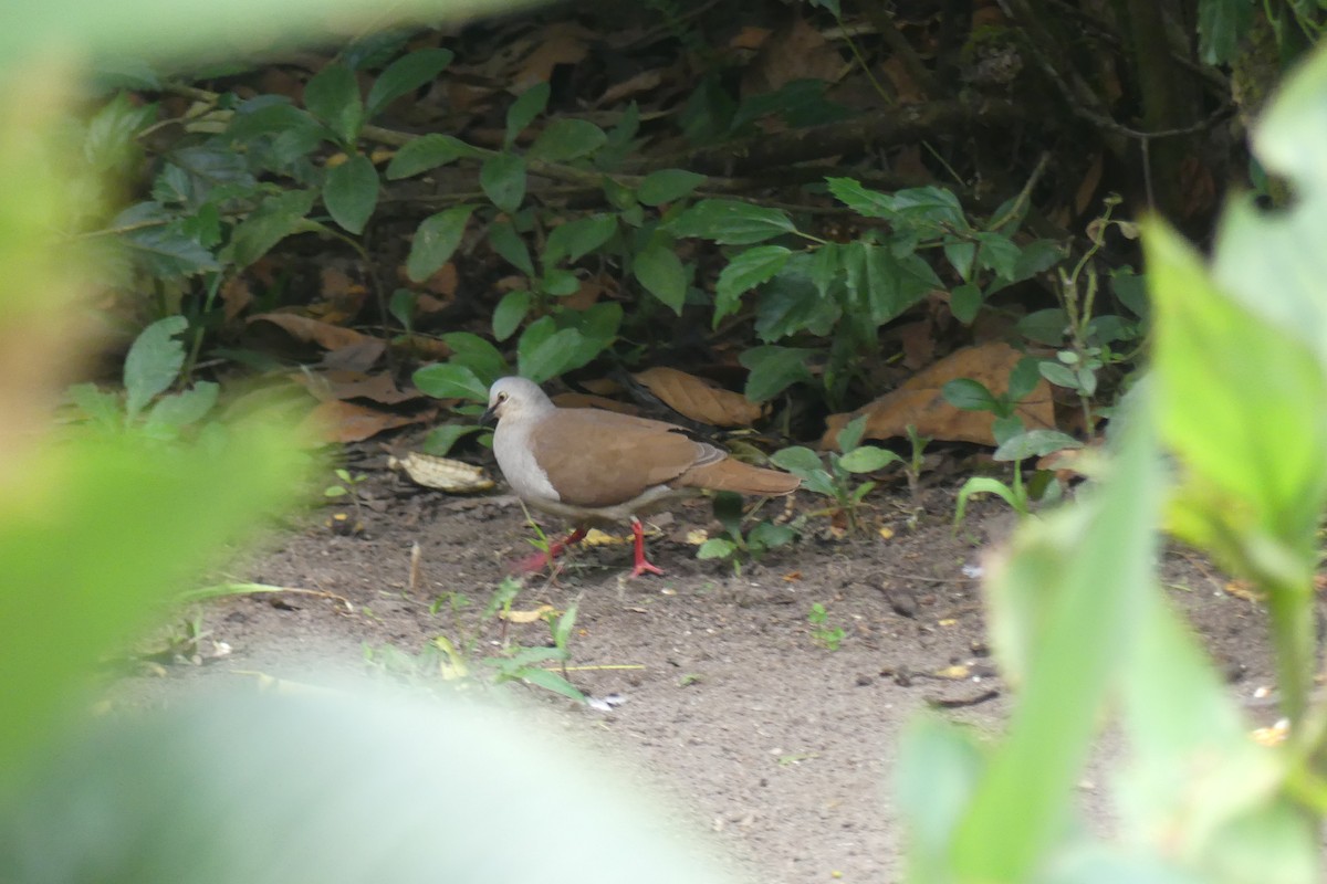 ウスイロシャコバト - ML645209700