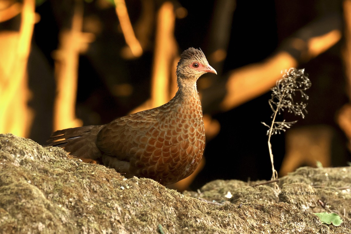 Red Spurfowl - ML645209702