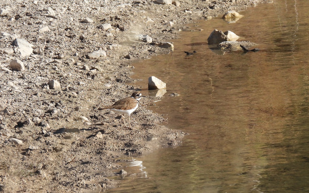 Killdeer - ML645209703