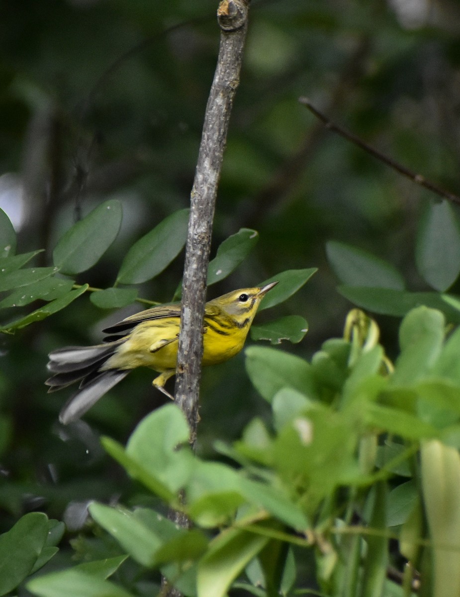 Prairie Warbler - ML645209713