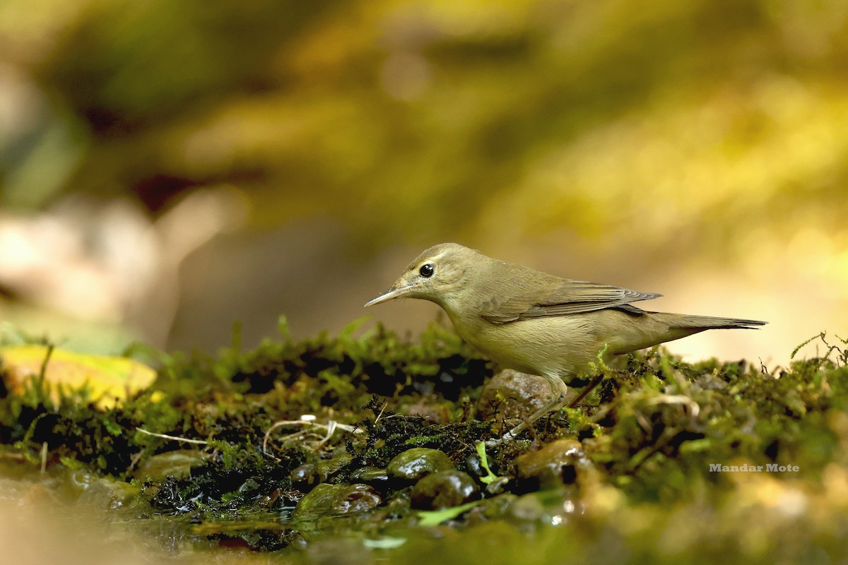 Blyth's Reed Warbler - ML645209715
