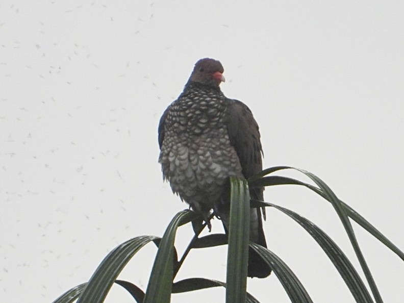 Scaled Pigeon - ML645209736