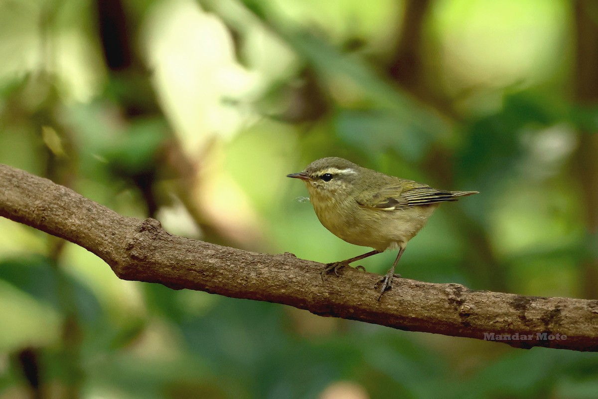 Tytler's Leaf Warbler - ML645209744