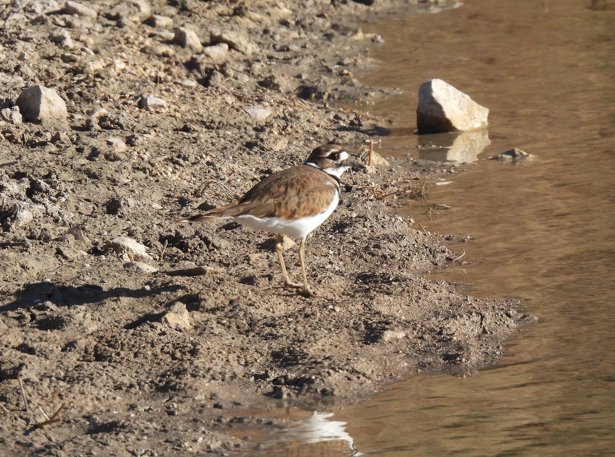 Killdeer - ML645209768