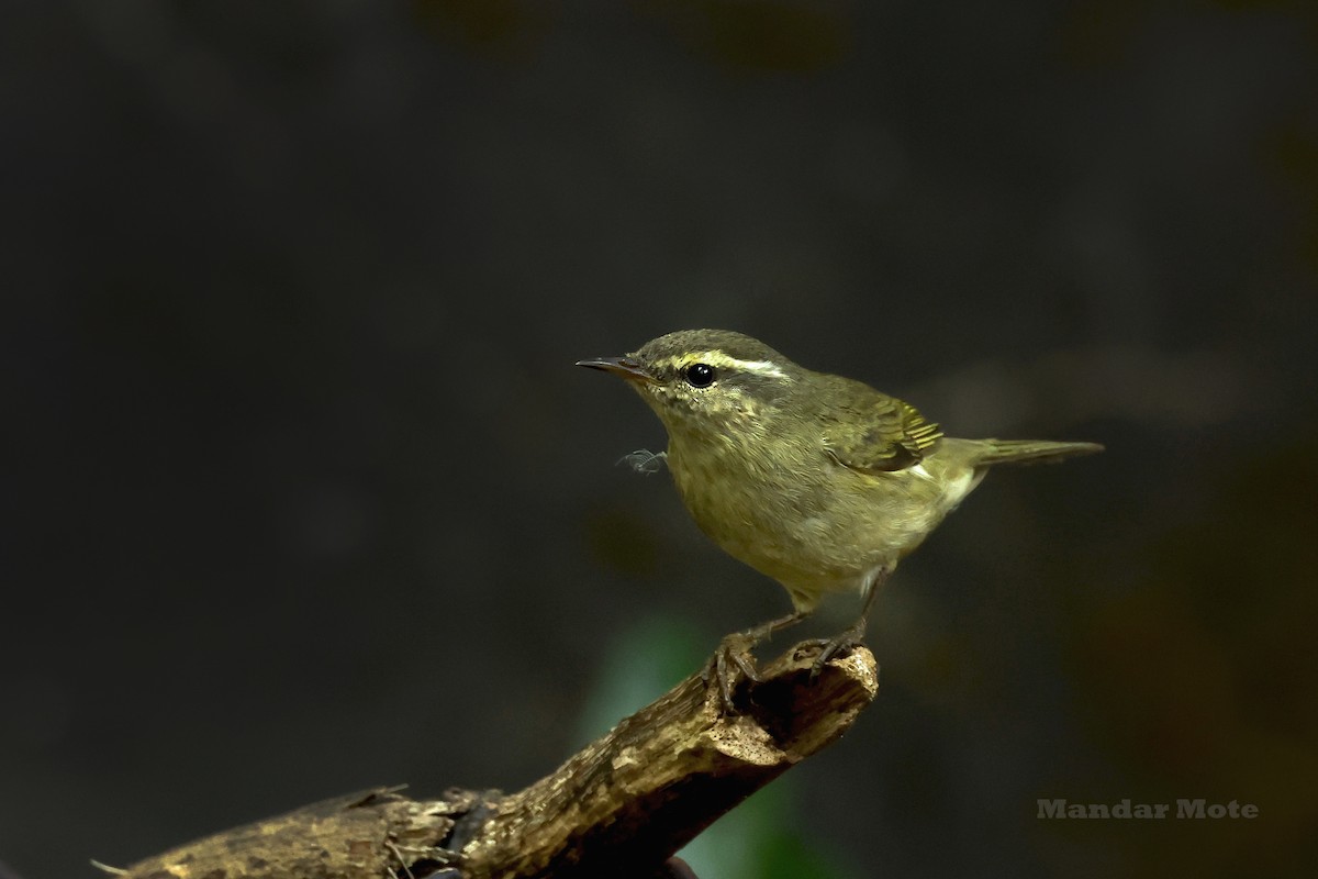 Tytler's Leaf Warbler - ML645209798