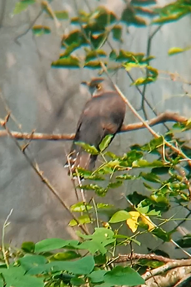 Indian Cuckoo - ML645209801