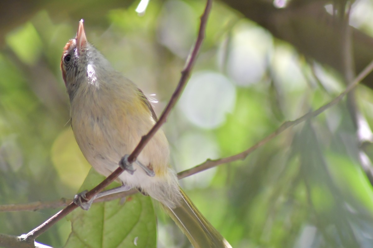 Gray-eyed Greenlet - ML645209812