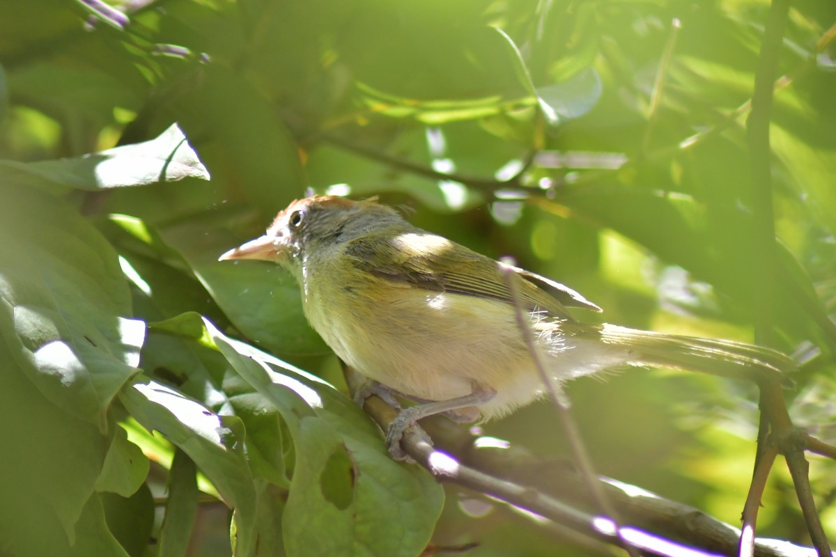 Gray-eyed Greenlet - ML645209813