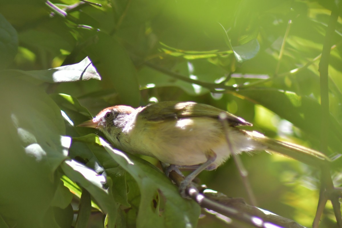 Gray-eyed Greenlet - ML645209814