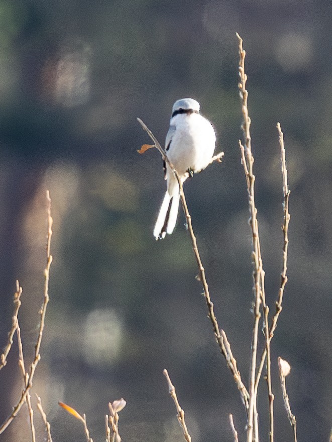 Great Gray Shrike - ML645209817