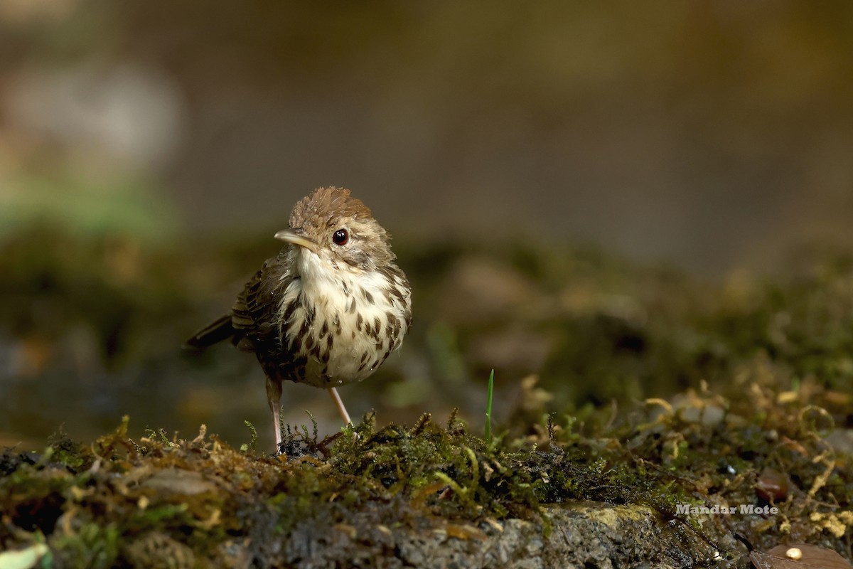 Puff-throated Babbler - ML645209818