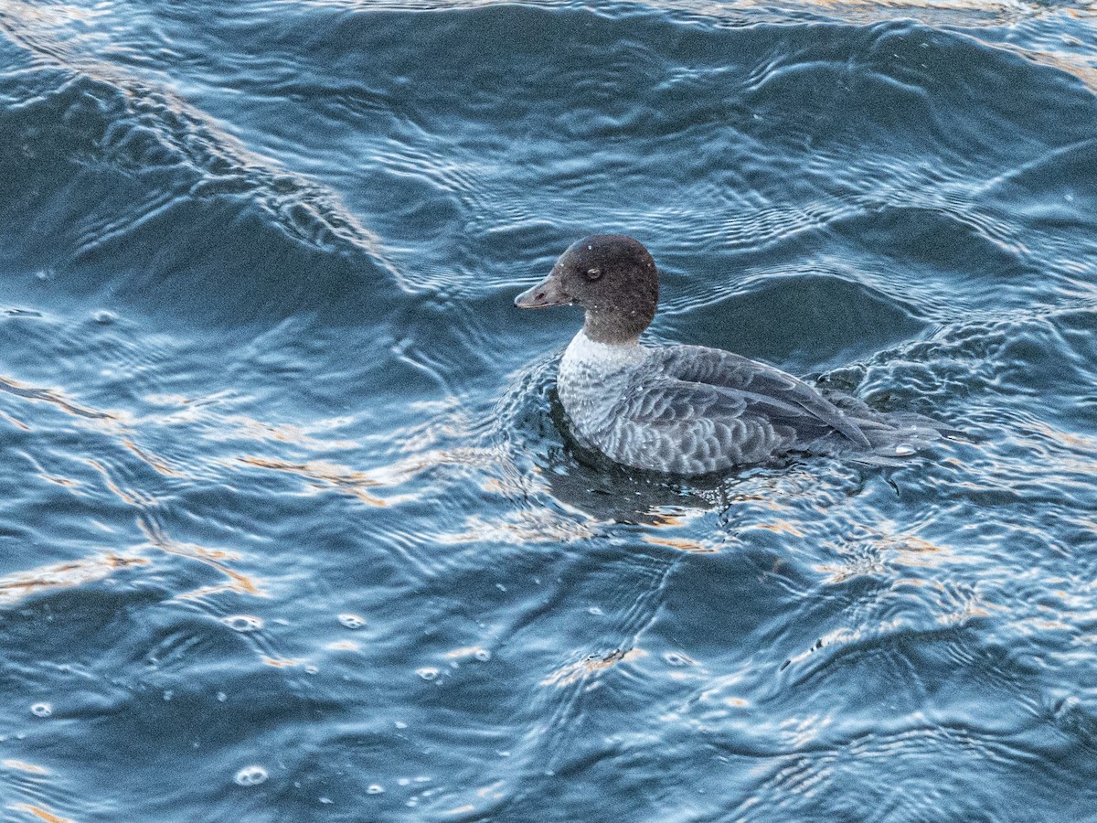 Murgilari islandiarra - ML645209821