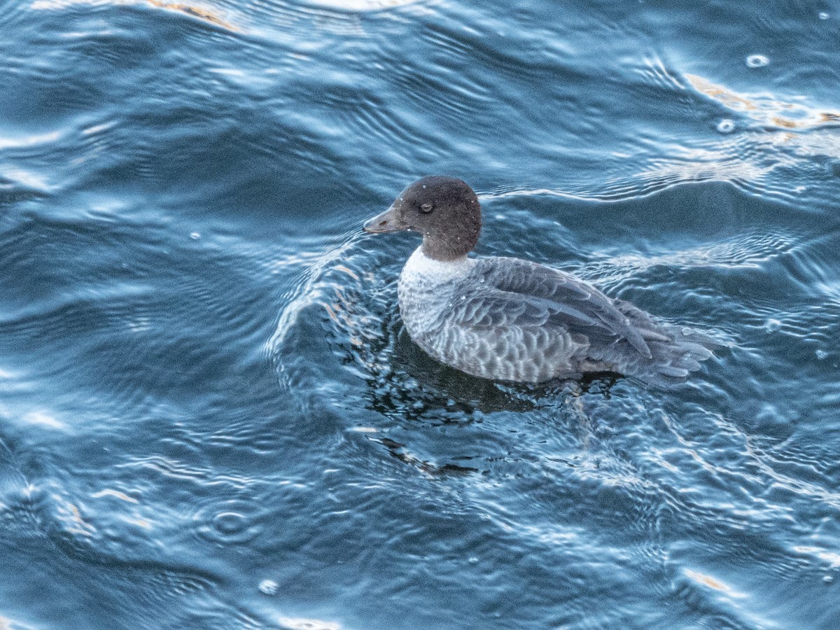 Murgilari islandiarra - ML645209822