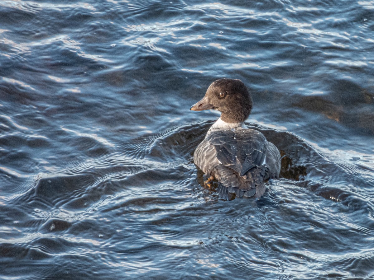 Murgilari islandiarra - ML645209823