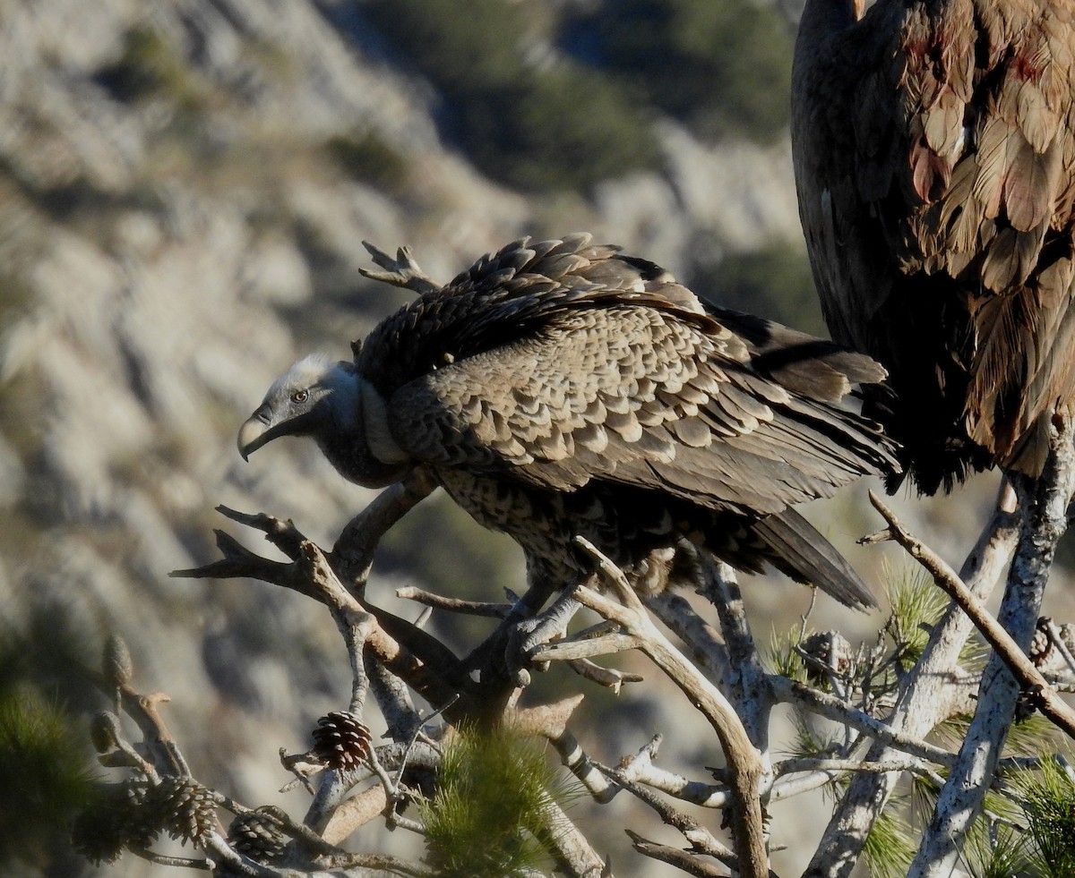 sup krahujový - ML645209824