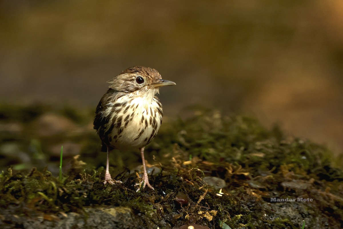 Puff-throated Babbler - ML645209830