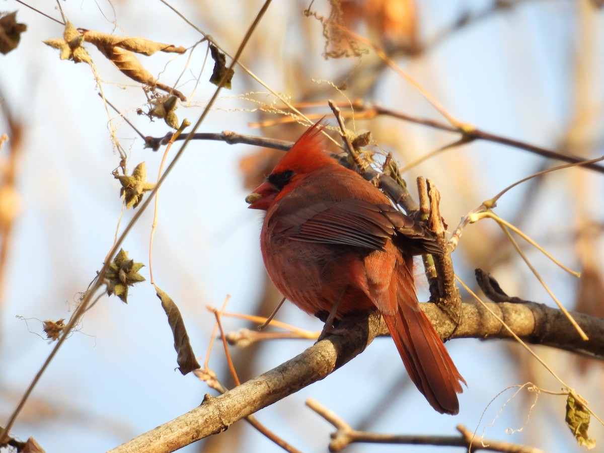 Красный кардинал - ML645209837