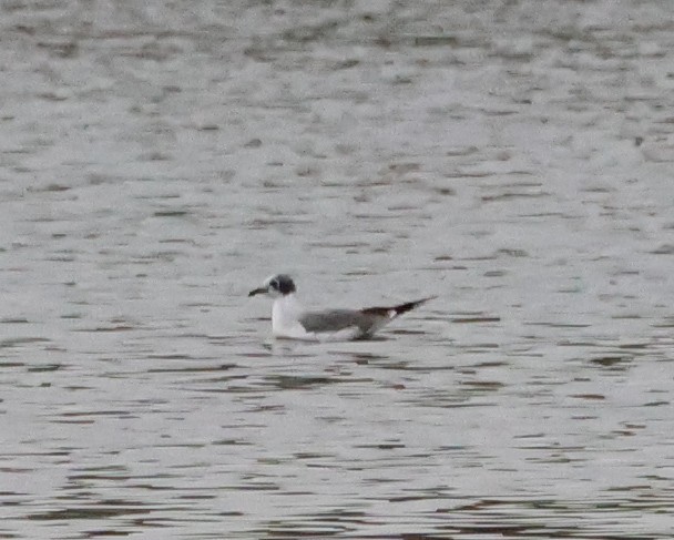 racek vnitrozemský - ML645209847