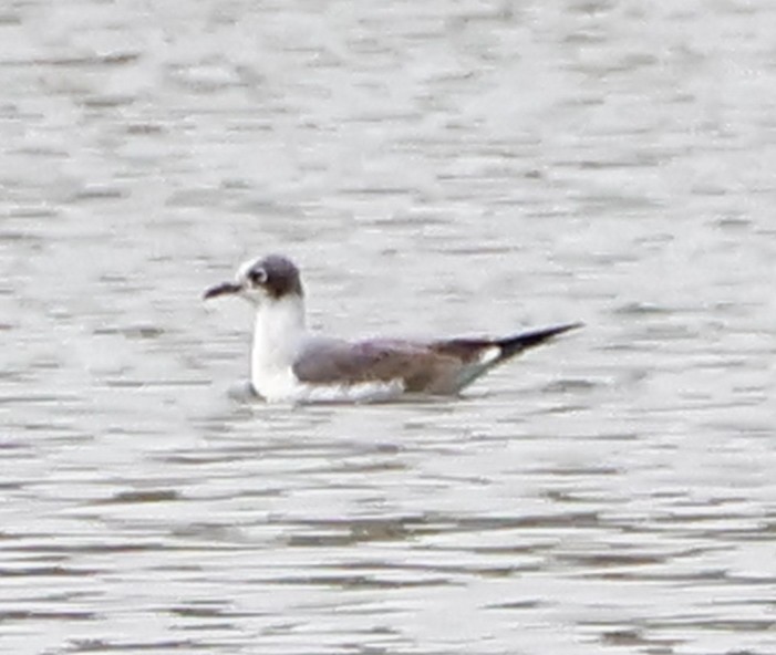 racek vnitrozemský - ML645209848