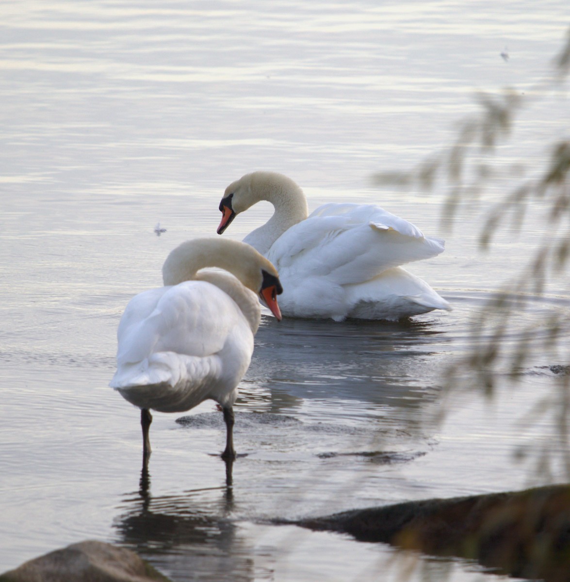 Mute Swan - ML645209854