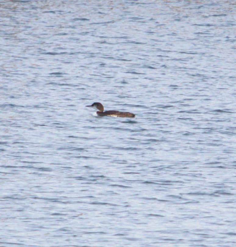 Common Loon - ML645209864