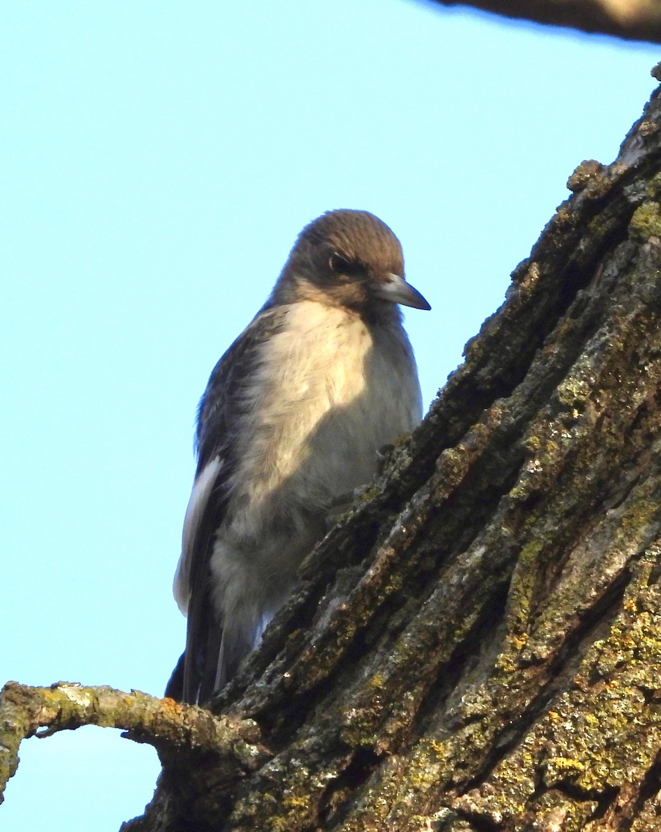 Red-headed Woodpecker - ML645209866