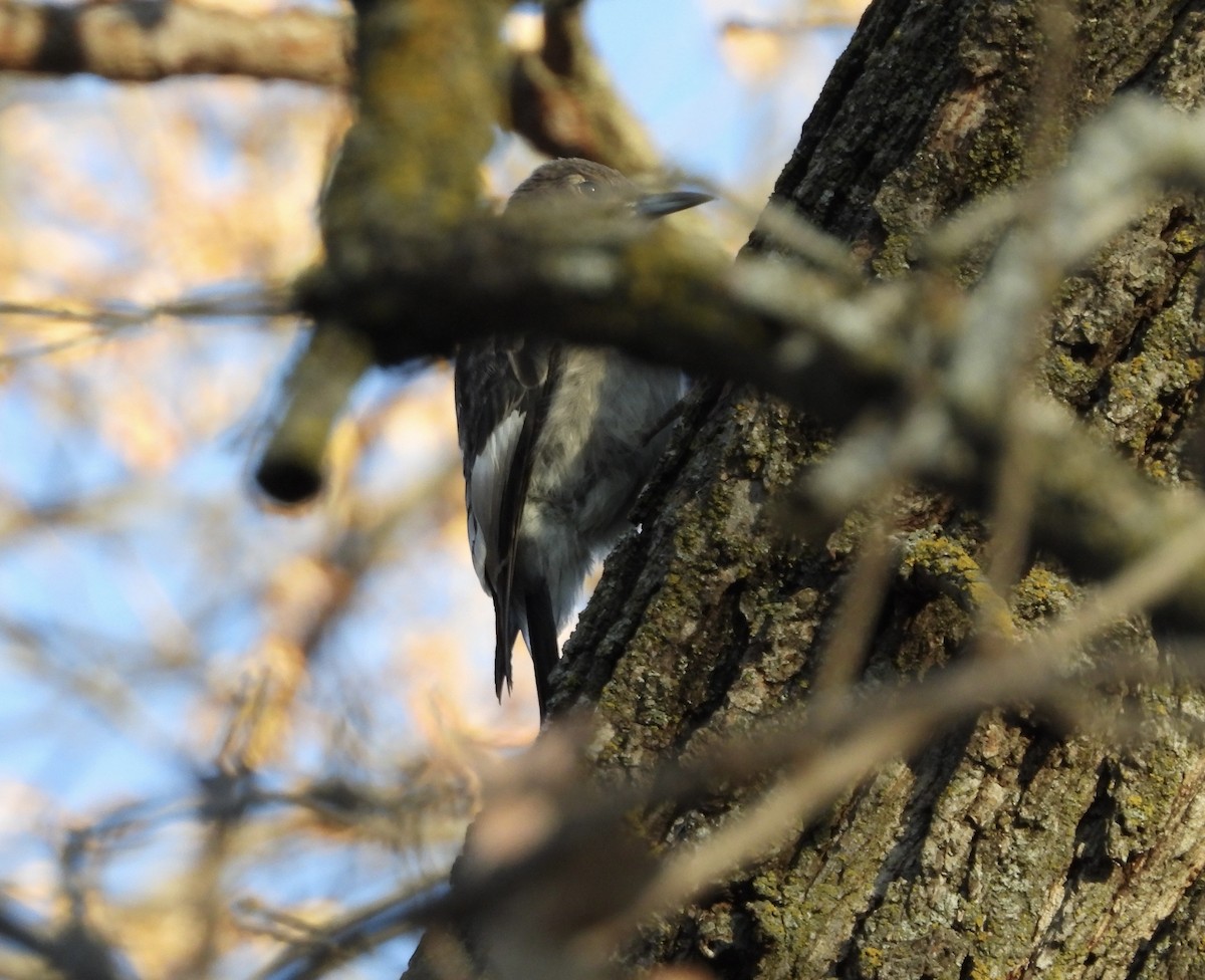 Red-headed Woodpecker - ML645209867