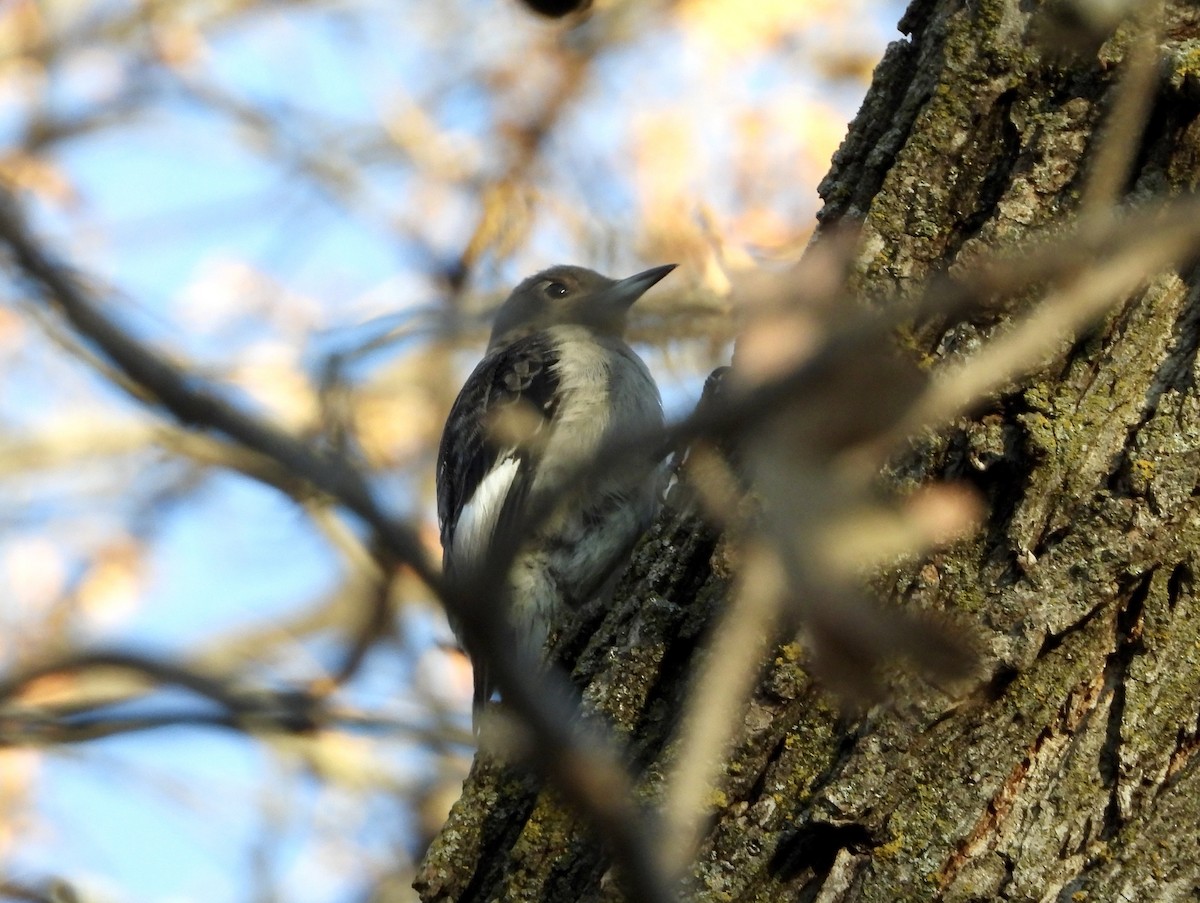 Red-headed Woodpecker - ML645209868