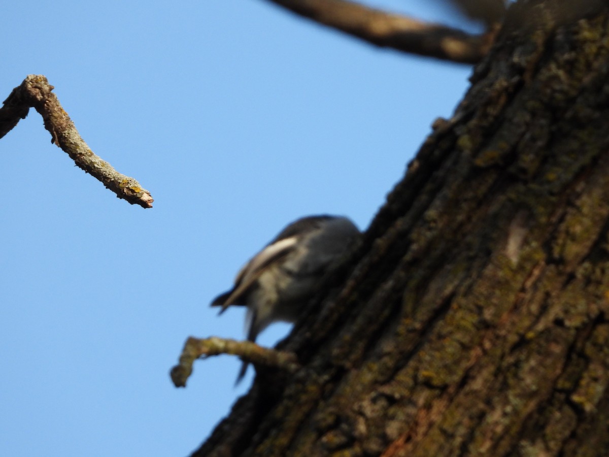 Red-headed Woodpecker - ML645209869