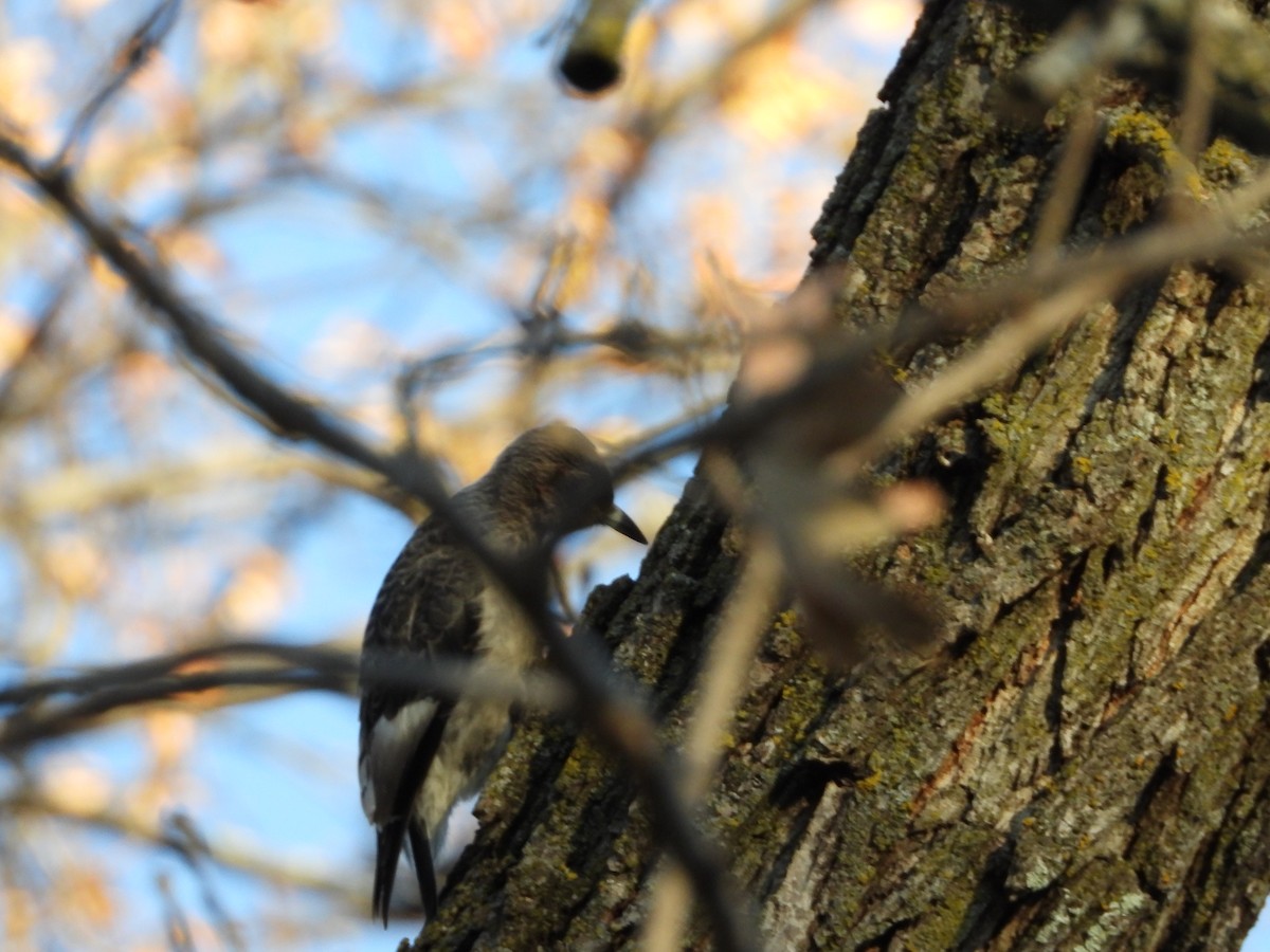 Red-headed Woodpecker - ML645209870