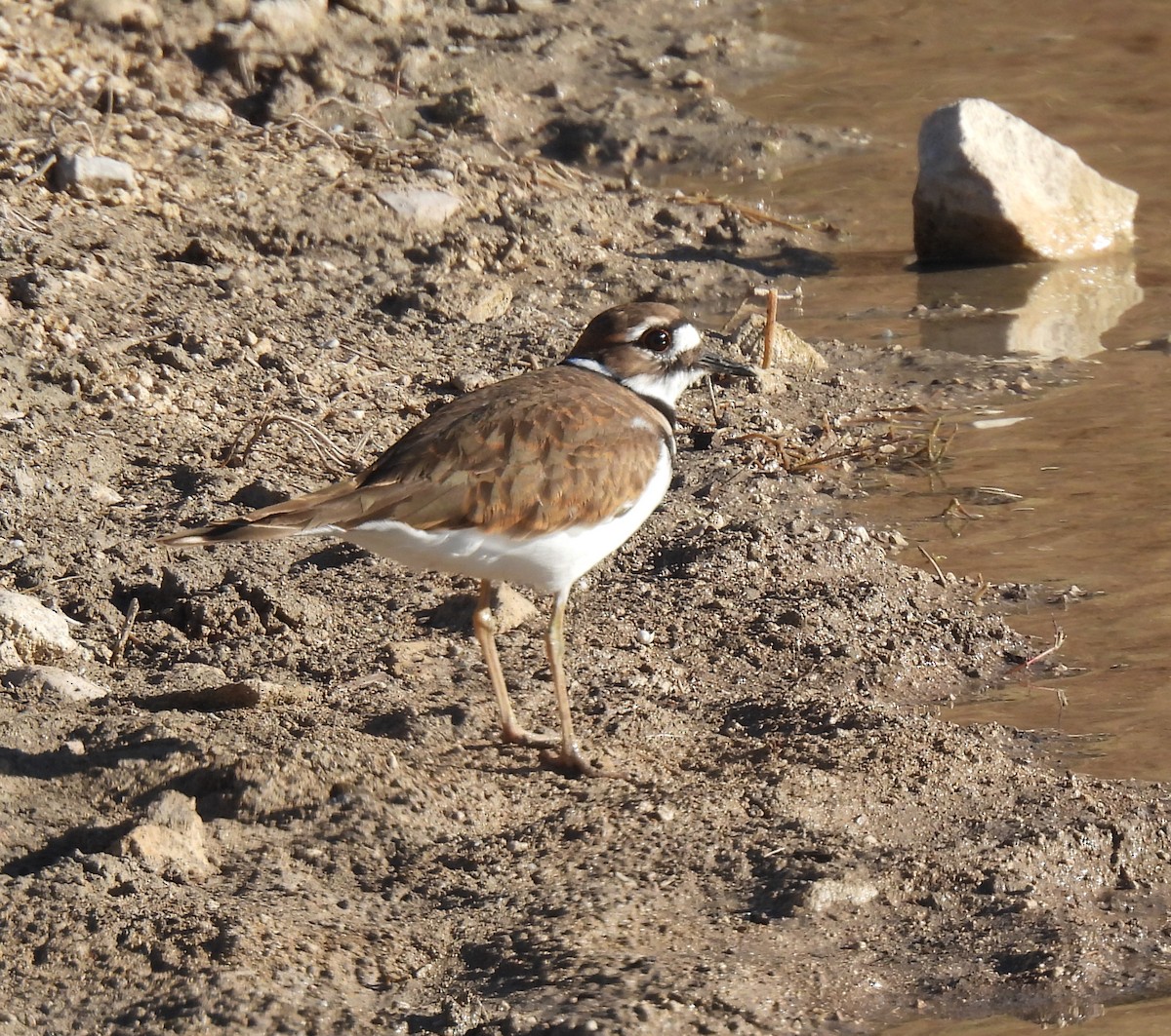 Killdeer - ML645209871