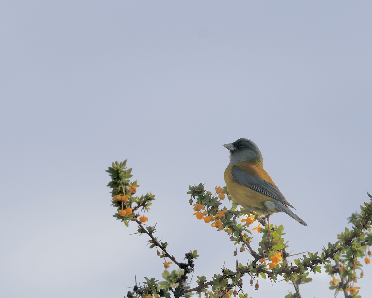 Patagonian Sierra Finch - ML645209873