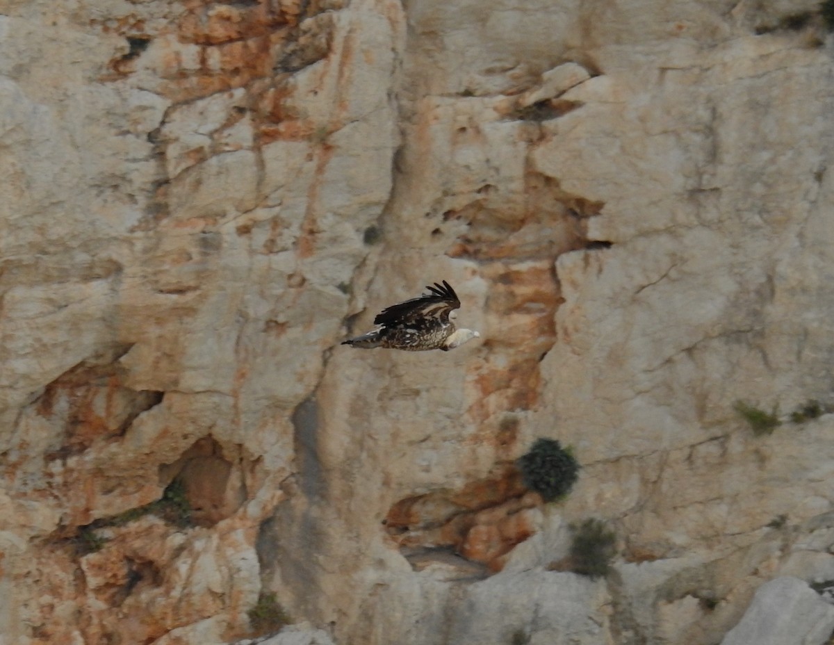 sup krahujový - ML645209900