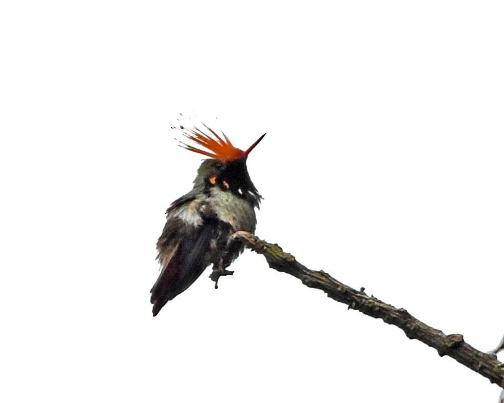 Rufous-crested Coquette - ML645209915