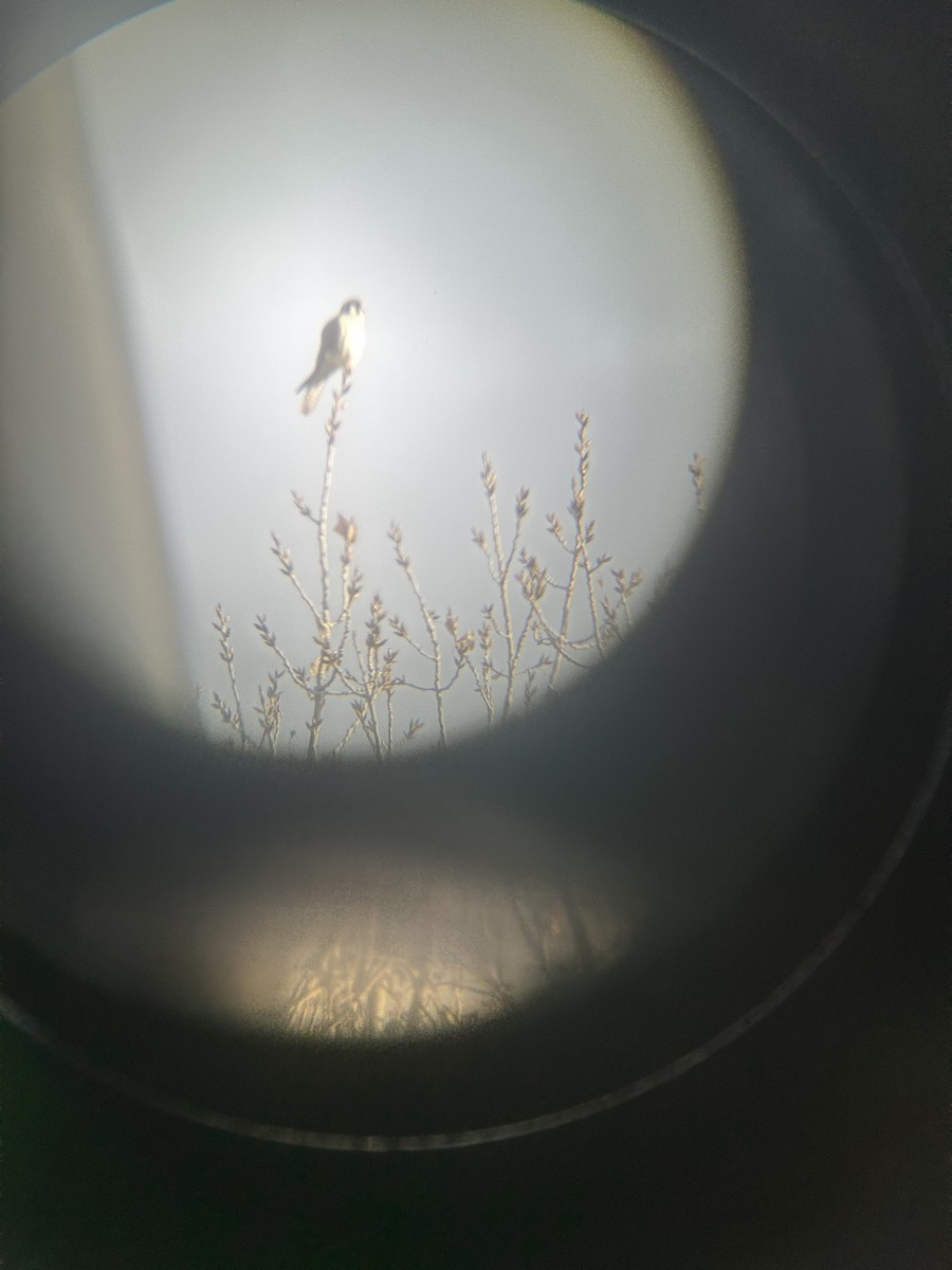 Cernícalo Americano - ML645209922