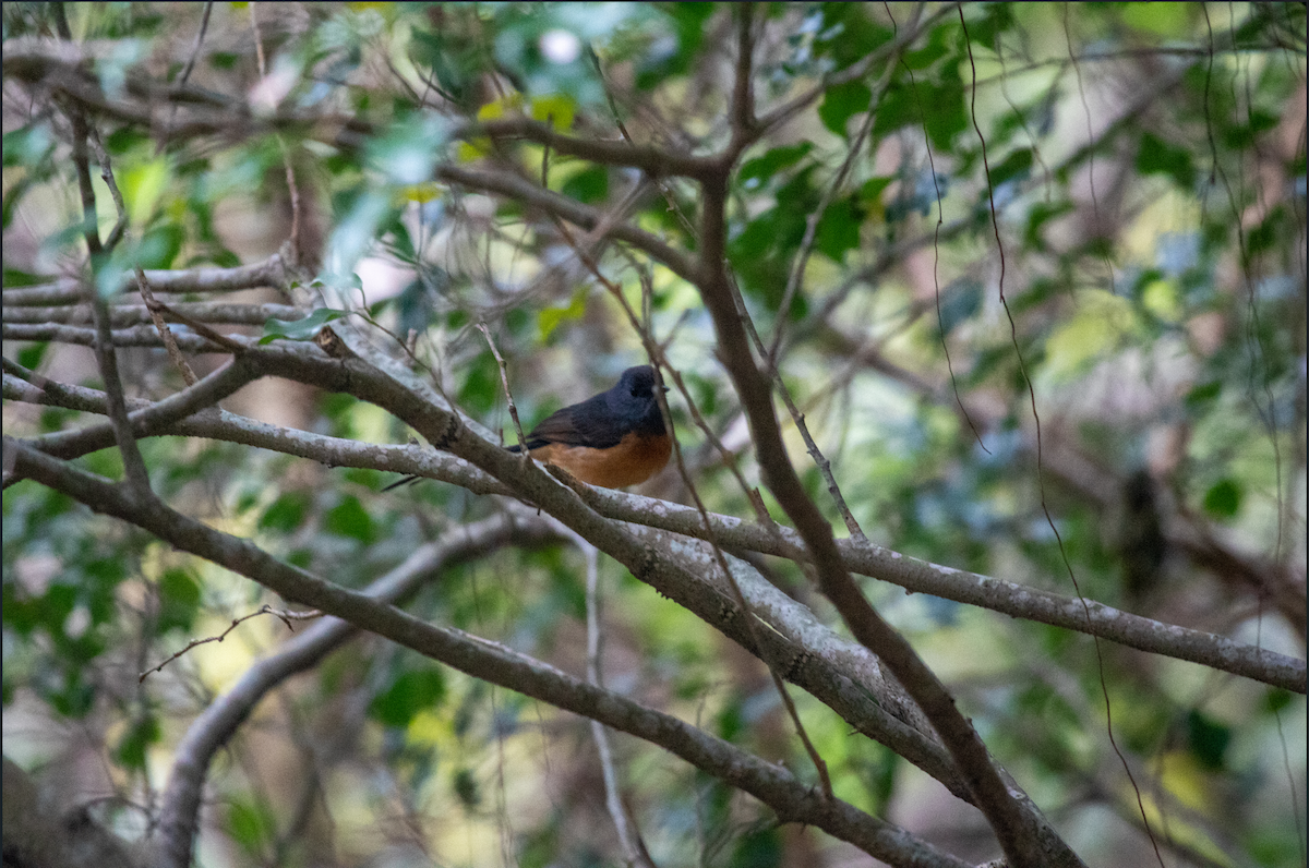 Shama Malabar - ML645209927