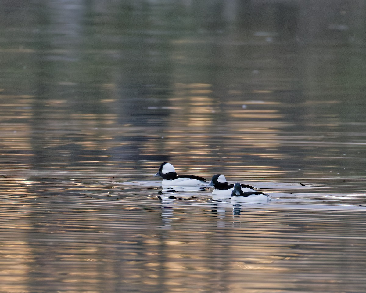 Porrón Albeola - ML645209928