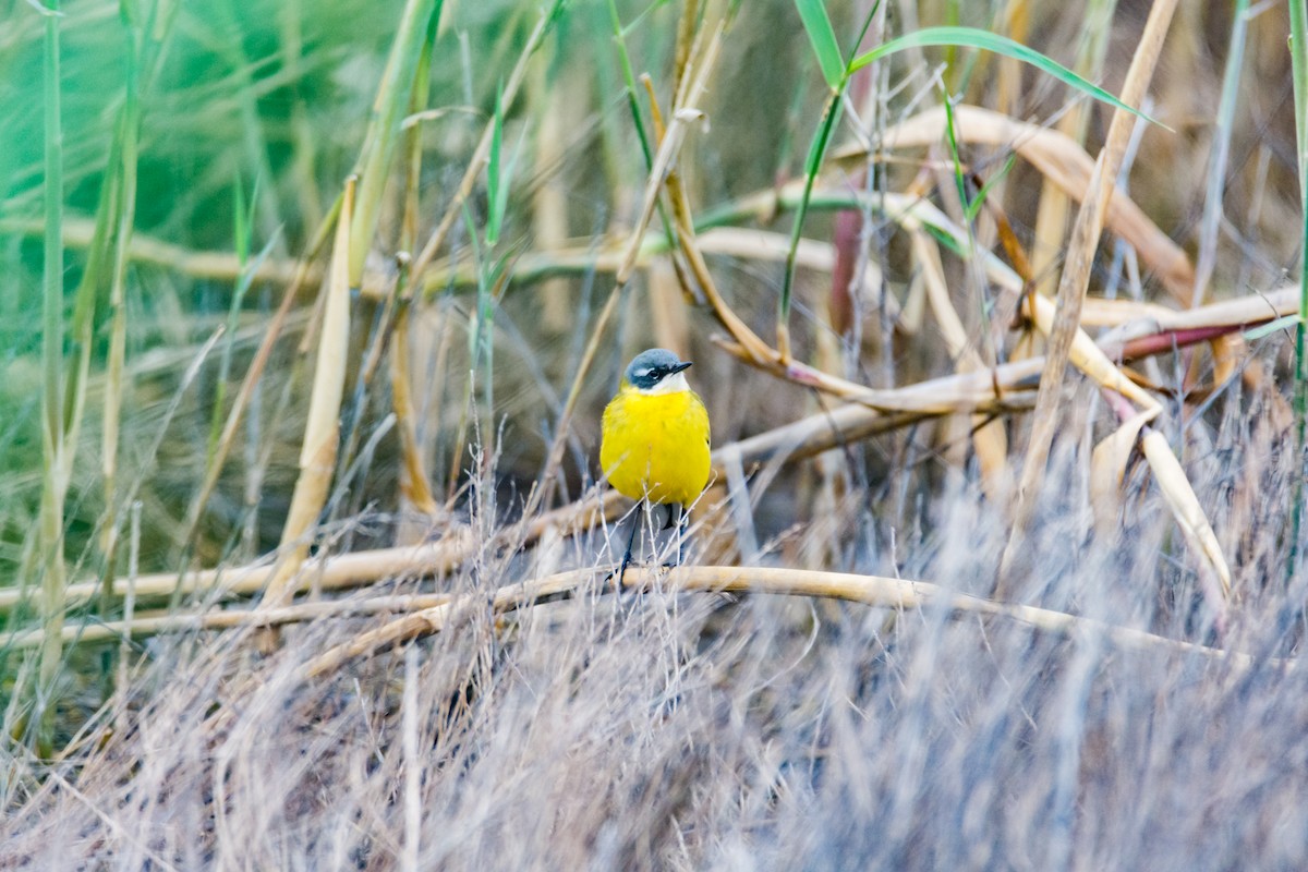 Lavandera Boyera - ML645209930