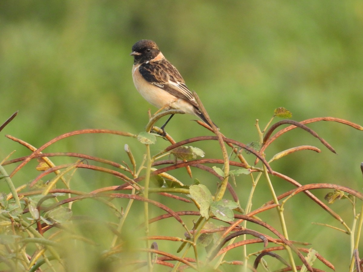 Tarabilla Siberiana - ML645209933