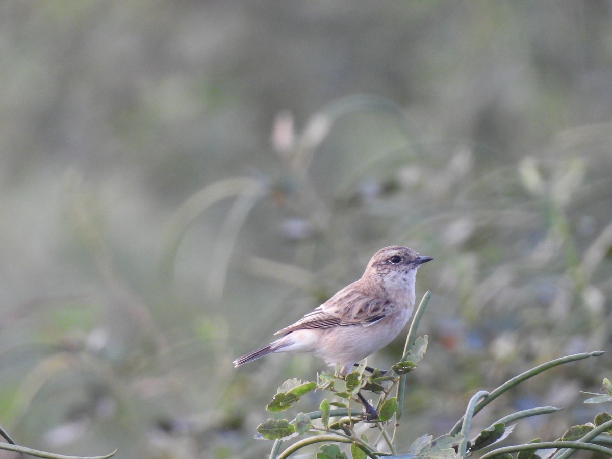 Tarabilla Siberiana - ML645209934