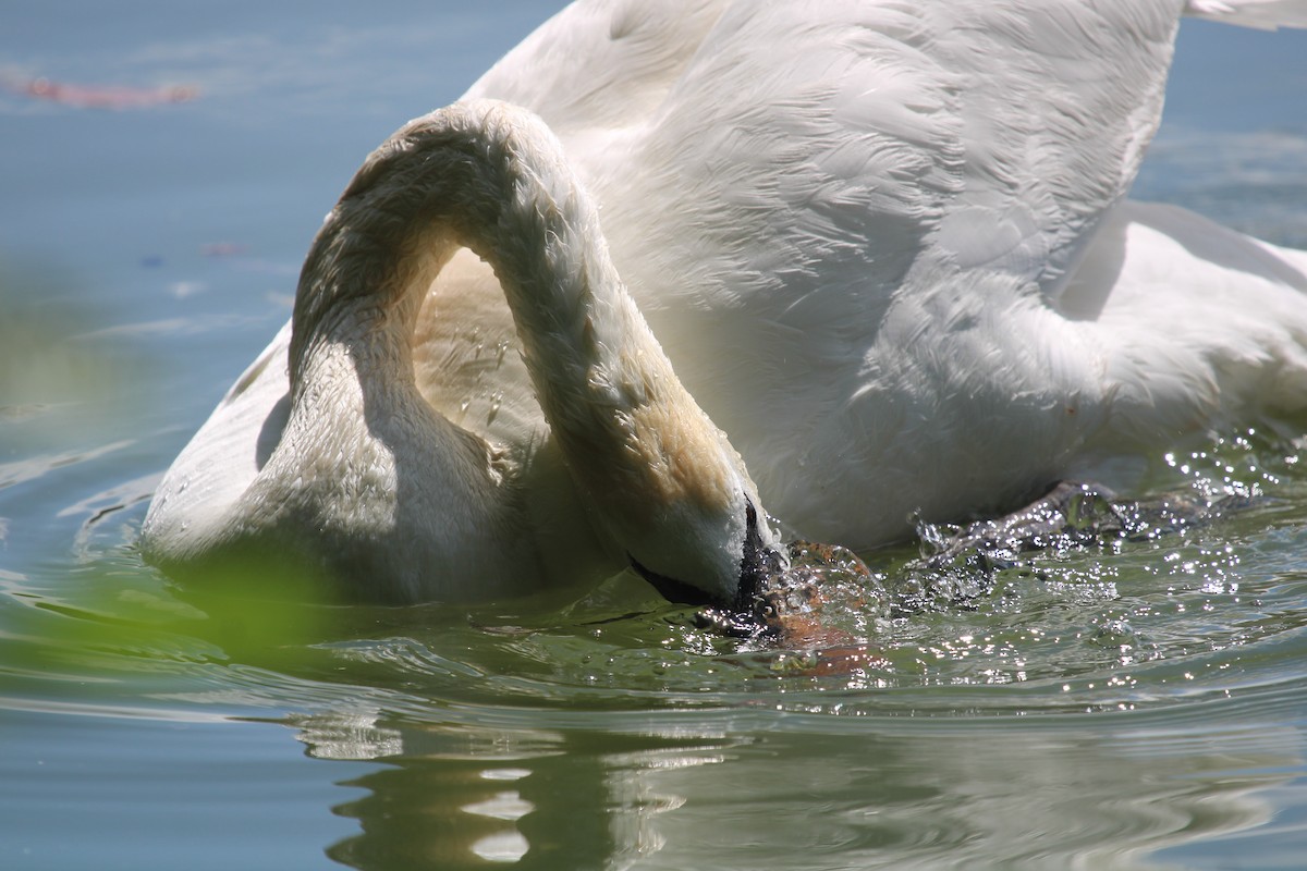 Cisne Vulgar - ML645209935