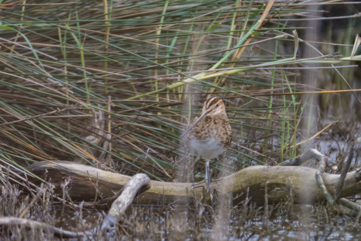 Agachadiza Común - ML645209936