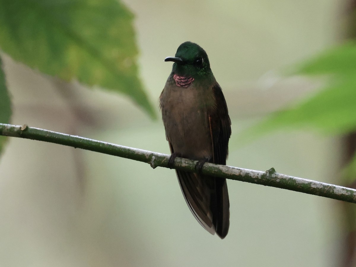 Brillante Pechigamuza - ML645209937